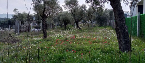 İzmir Torbalıda Zeytin Ağaçlı Yatırımlık Tarla!
