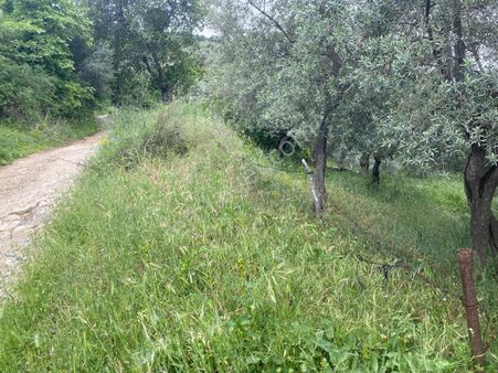 Milas Şenköyde Sahibinden Satılık 1177 M2 Zeytinlik