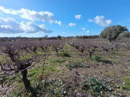 Satılık Üzüm Bagi