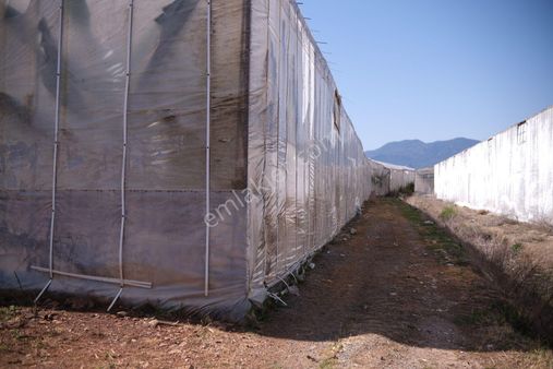 Anamur Ortaköy Karatefek Mevkiinde 25 Dönüm Tek Tapu Satılık Muz Serası