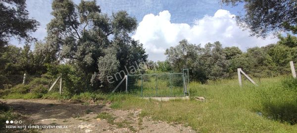 Milas Selimiye Ekindere Mevkiinde İzmir Yoluna 25 Metre Mesafede Satılık Arazi