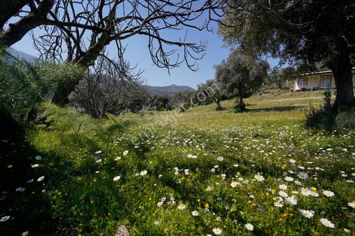 Selçuk Acarlar Köyü'nde Elektriği Ve Suyu Olan İncir Bahçesi