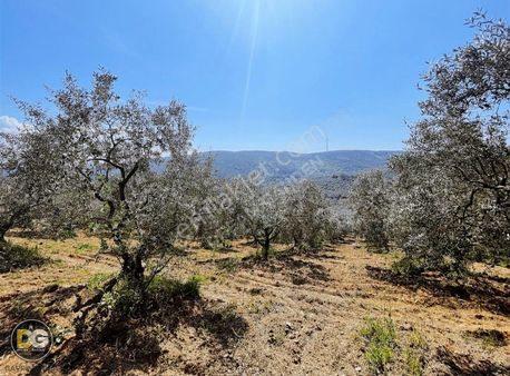 Bursa Mudanya Eğercede Plaja Çok Yakın Tarla Nakitsiz Fırsat