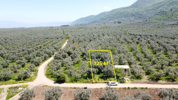 Sölöz Köyünde Köye Çok Yakın 725 M2 Muhteşem Zeytinlik