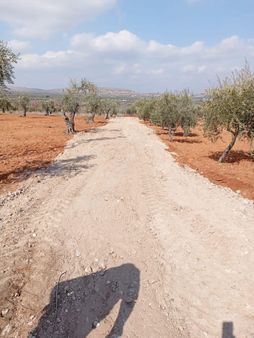 Akçabağlar Bağ Evleri Yanında Zeytin Bahçesi