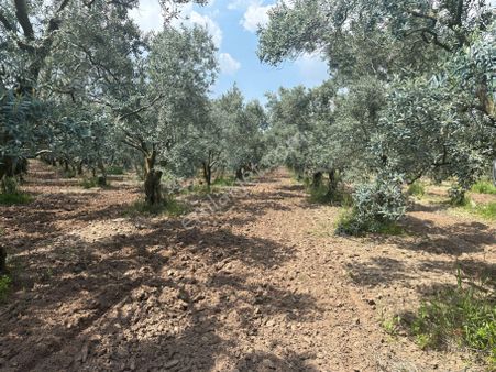Akhisar Medar'da 10.460 M2 Tek Tapu Zeytinlik
