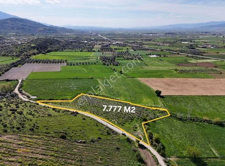 Yönter Emlaktan Kırtepe Köyünde 7.777 M² Zeytin Bahçesi