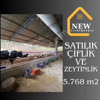 New Gyo 'dan Şehir Merkezine 1 Km Mesafede Satılık Çiftlik