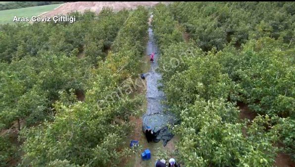 Satılık Balıkesir Bandırma'da 63 Dönüm Ceviz Bahçesi