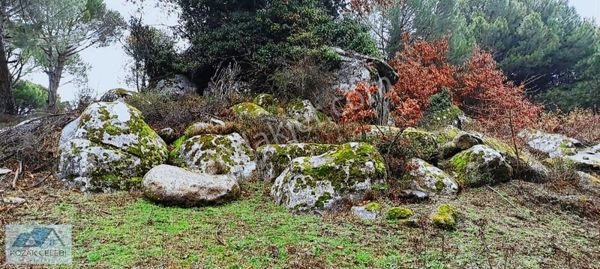 İzmir Bergama Kozak Yaylası 15000m2 Satılık Çamlık Huzurlu Konum