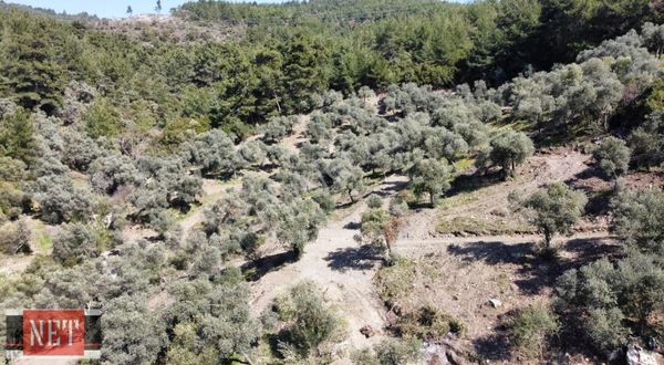 Tek Tapu,bundan Ucuzu Yok,400 Zeytin Ağacı,araçla Girilebilen