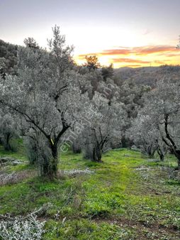 C21 ; Güvenli Köyünde 846m2 Satılık Zeytinlik