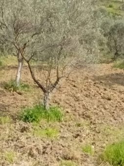 Buse Emlaktan Havran Sarnıçta Yatırımlık Zeytinlik