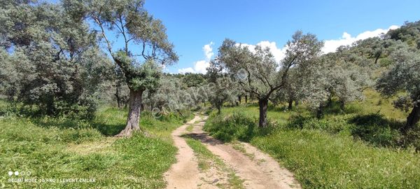 Milas Bafa'da İzmir Yoluna Yakın Konumda Satılık Arazi