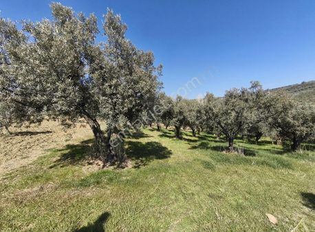 Duru Emlaktan.şarköy Eriklicede Manzaralı Yolu Olan Zeytinlik