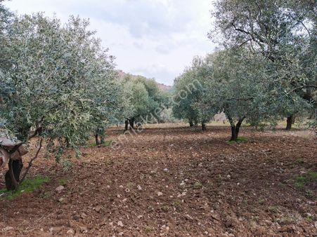 Turgutlu Nurcan Emlak'tan Kurudere Mh.satılık 1.700 M² Satılık Zeytin Bahçesi