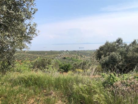 Şarköyde Işık Emlaktan İğdebağları Mah De 15000 M2 Zeytinlik