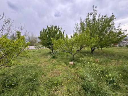 2 Dönüm Tam Verimli Bakımlı Büyükyıldız'da Satılık Meyve Bahçesi