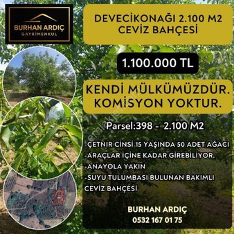 Burhan Ardıç'tan Mustafakemalpaşa Devecikonağı 2100 M2 Ceviz Bahçesi