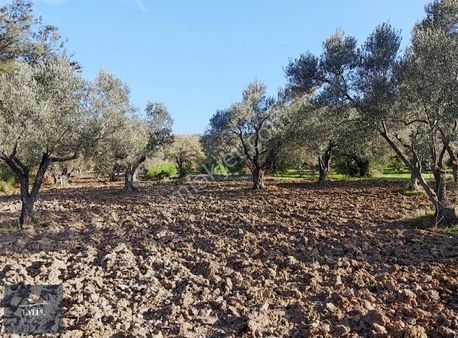 Ezine Geyikli Kemallı Köyünde Satılık Kupon Zeytinlik