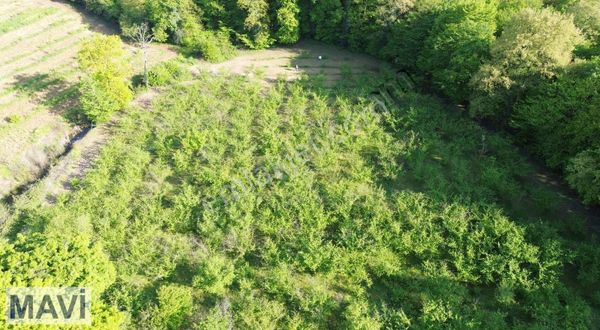 Remax Rıdvan Gedik'ten Söğütlü Kurudilde Satılık Fındık Bahçesi