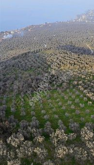 Göllüce' De Böyle Manzara Yok 2.985 M2 Satılık Kelepir Zeytinlik