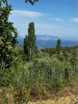 Şarköy Kirazlı’da 1556m2,deniz Manzaralı, Satılık Bağ