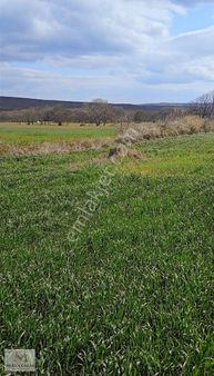 Pınarhisar Evciler Köyünde 14 Dönüm Müstakil Yatırımlık Arazi