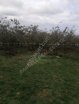Düzce Akçakoca Beyören Mah.satılık Verimli 7819m² Fındık Bahçesi
