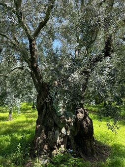 İznik Merkeze Yakın İçinde Asırlık Zeytinler Olan 3500m2 Satılık Bahçe
