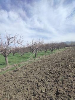 Niğde Değirmenli Satılık 28.800 M2 Elma Bahçesi