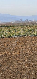 236m İmara Yakın Asvaltacepheli Depo Reklam Hurda Deposu Gibi Vs