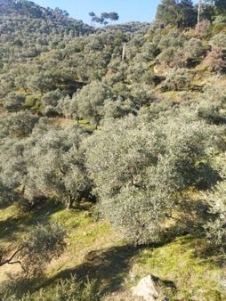 Duru Emlak'tan Satılık