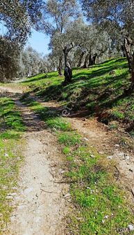 Milas Kafaca'da Mahalleye 600 Metre Mesafede Fırsat Zeytinlik