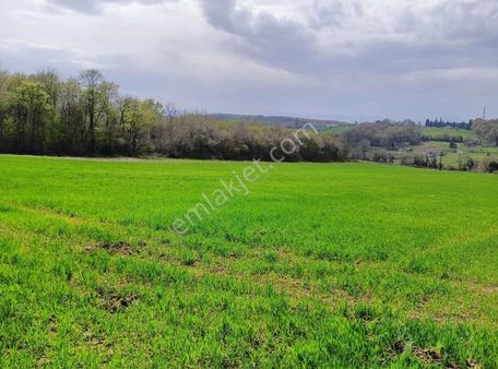 Demir Gayrimenkulden Bafra Kelikler Mhde Köyiçi Satılık Tarla
