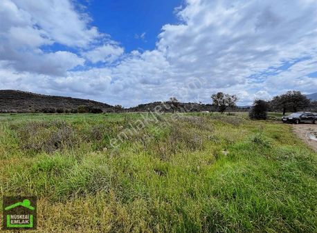 Mumcular Merkeze Yakın Tarla