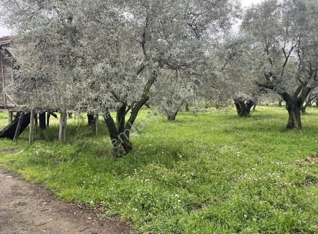 Kemalpaşa Sinancılar Köyünde Yatırımlık Zeytin Bahçesi