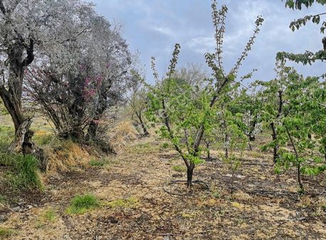 Kemalpaşa Sinancılar Köyünde Satılık Kiraz Bahçesi
