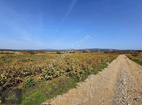 Karacabey Doğlada Satılık 9.900m2 Tarla Tek Tapu