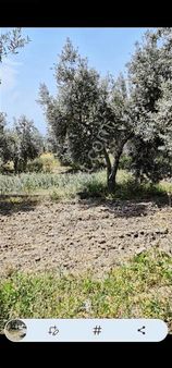 Salihli Beşyol Emlaktan Satılık 110 Dönüm Zeytinlik Arazi