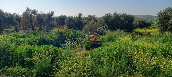 Akhisar Kayalıoğlunda Yola Sıfır 6.300 M2 Zeytinlik 2.850.000 Tl