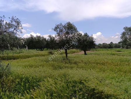 İzmir Torbalı Gazi Mustafa Kemal Mah. Satılık İmarlı Arsa