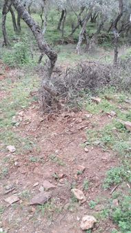 Bayındır Sarıyurt Köyünde Yolu Olan Bakımlı 3936 M² Zeytinlik Satılıktır