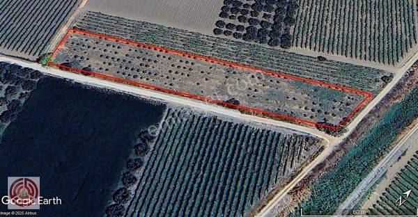 Manisa Şehzadeler Karaoğlanlı Mh.satılık Erik Bahçesi 6100 M²