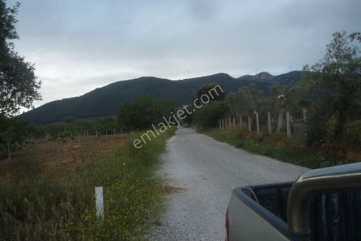 İzmir Torbalı Gold Emlaktan Satılık Tarla Ve Zeytinlik