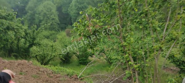 Yatırımlık Satılık Fındıklık, Erenler/ Değirmendere
