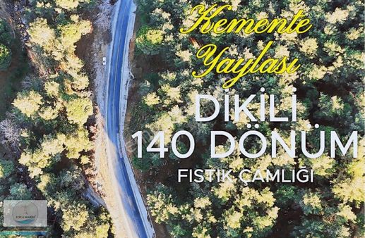 Dikili Merkeze Yakın ((140 Dönüm)) Fıstık Çamlığı
