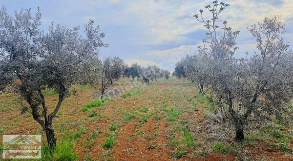 Satlık M.rıfat Kazancıoğlunda Zeytinlik Resmi Yol Üzeri
