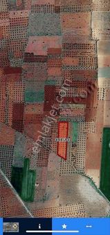 Satlık Zeytinlik M.rıfat Kazancıoğlu Tapulu 9560m2