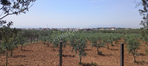 Akhisar Cumhuriyet De İmara Yakın 1.500 M2 Zeytinlik 2.250.000 Tl